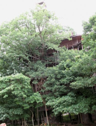 tallest_treehouse_21 tallest_treehouse_21
